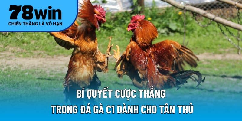 Bí quyết cược thắng trong đá gà C1 dành cho tân thủ